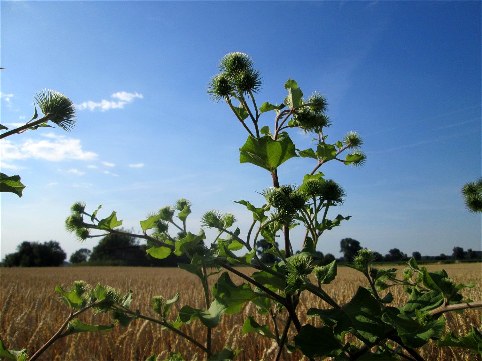 Große Klette (Arctium lappa) im Landschaftsschutzgebiet „Hockenheimer Rheinbogen“