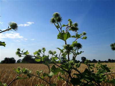 Große Klette (Arctium lappa) im Landschaftsschutzgebiet „Hockenheimer Rheinbogen“