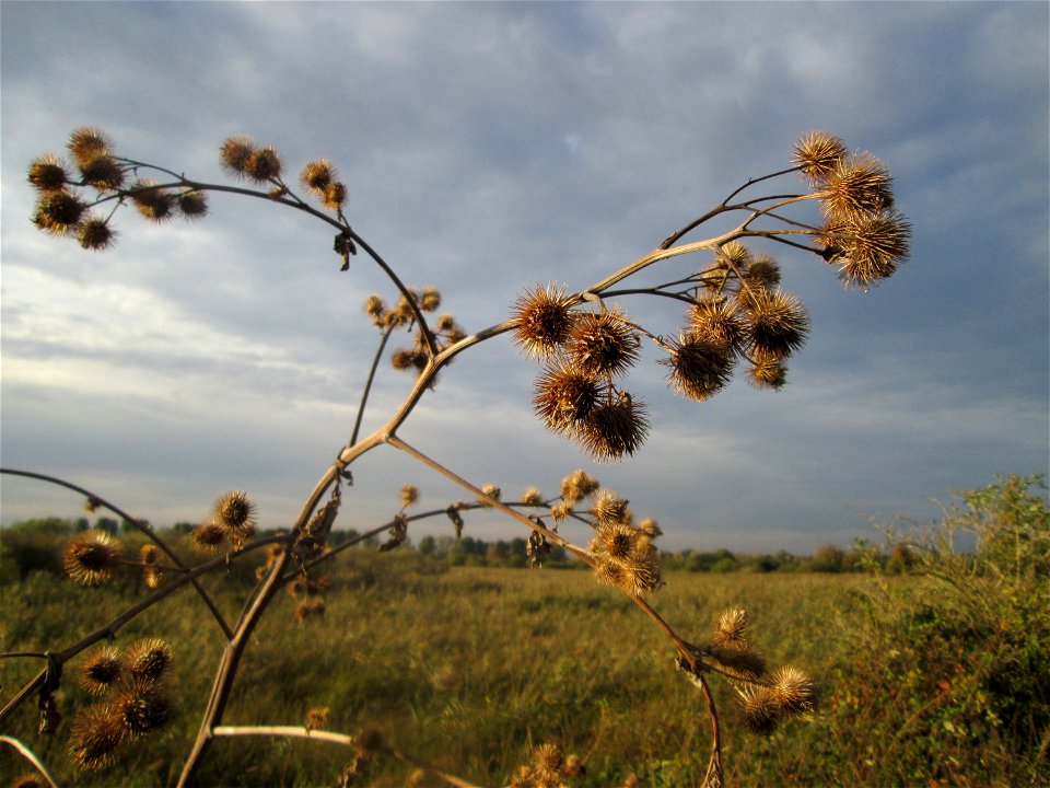 Große Klette (Arctium lappa) im Naturschutzgebiet Wagbachniederung