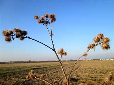 Mumienbotanik: Große Klette (Arctium lappa') an einem Feldrand bei Reilingen