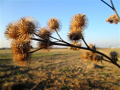 Mumienbotanik: Große Klette (Arctium lappa') an einem Feldrand bei Reilingen