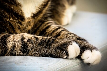 Cat paw paw break photo