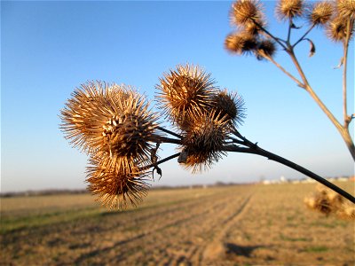 Mumienbotanik: Große Klette (Arctium lappa') an einem Feldrand bei Reilingen