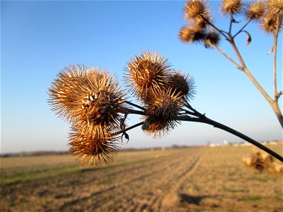 Mumienbotanik: Große Klette (Arctium lappa') an einem Feldrand bei Reilingen photo