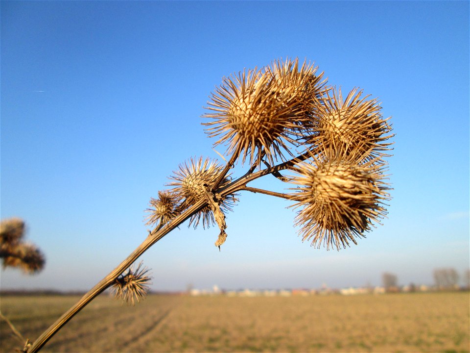 Mumienbotanik: Große Klette (Arctium lappa) an einem Feldrand bei Reilingen