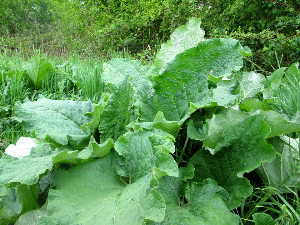 Grundblätter der Großen Klette (Arctium lappa) in den Horststückern im Landschaftsschutzgebiet „Hockenheimer Rheinbogen“