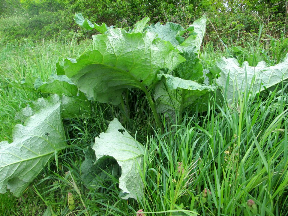 Grundblätter der Großen Klette (Arctium lappa) in den Horststückern im Landschaftsschutzgebiet „Hockenheimer Rheinbogen“