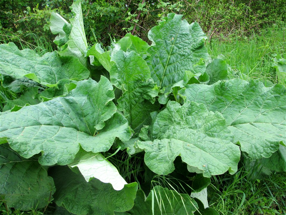 Grundblätter der Großen Klette (Arctium lappa) in den Horststückern im Landschaftsschutzgebiet „Hockenheimer Rheinbogen“