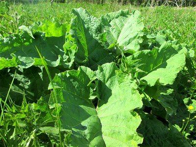 Grundblätter der Großen Klette (Arctium lappa) in den Horststückern im Landschaftsschutzgebiet „Hockenheimer Rheinbogen“