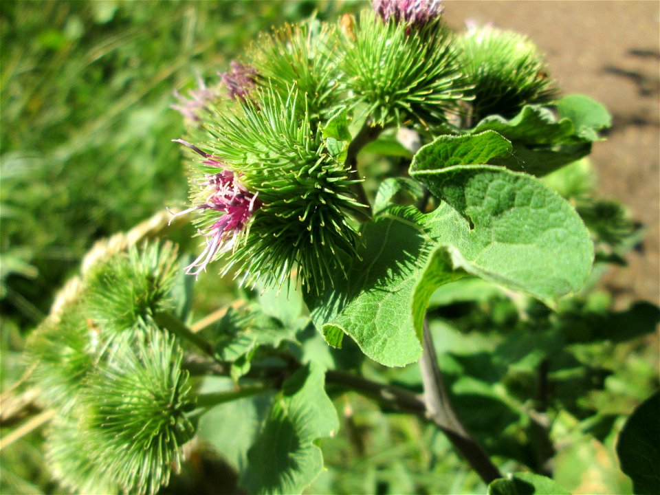 Große Klette (Arctium lappa) im Naturschutzgebiet "St. Arnualer Wiesen"