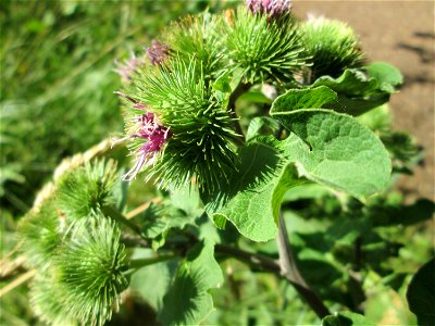 Große Klette (Arctium lappa) im Naturschutzgebiet "St. Arnualer Wiesen"