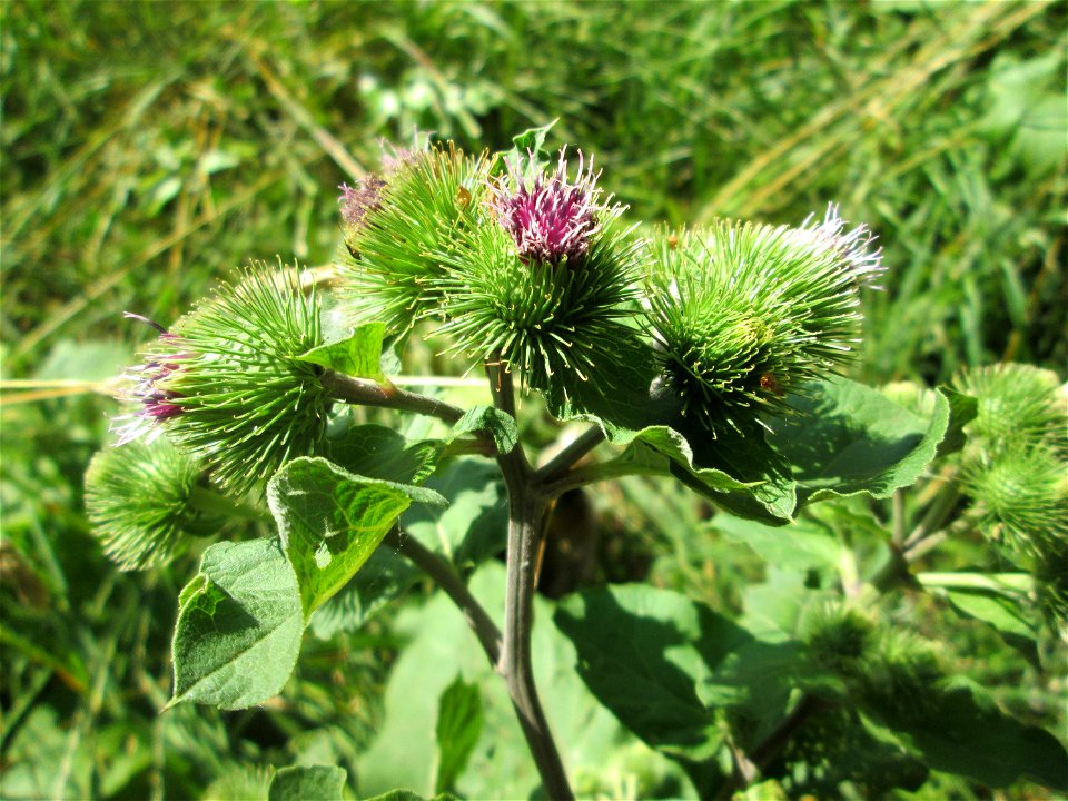 Große Klette (Arctium lappa) im Naturschutzgebiet "St. Arnualer Wiesen"