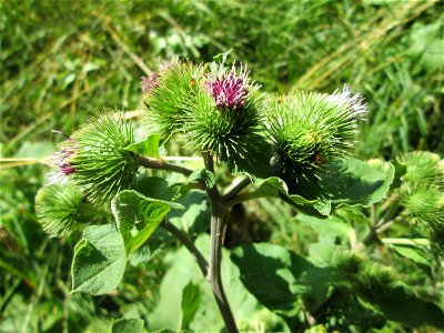 Große Klette (Arctium lappa) im Naturschutzgebiet "St. Arnualer Wiesen"