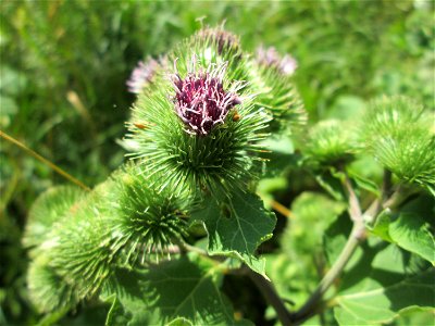 Große Klette (Arctium lappa) im Naturschutzgebiet "St. Arnualer Wiesen"
