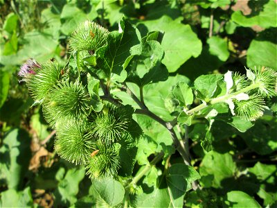 Große Klette (Arctium lappa) im Naturschutzgebiet "St. Arnualer Wiesen"