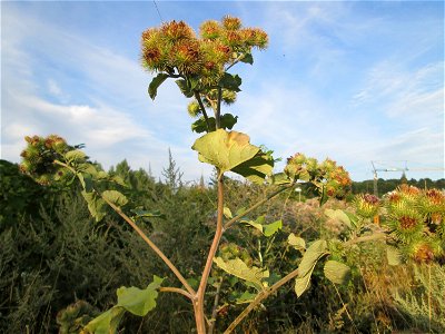 Große Klette (Arctium lappa) an der Güdinger Schleuse in Saarbrücken
