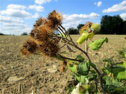 Große Klette (Arctium lappa) bei Bliesransbach