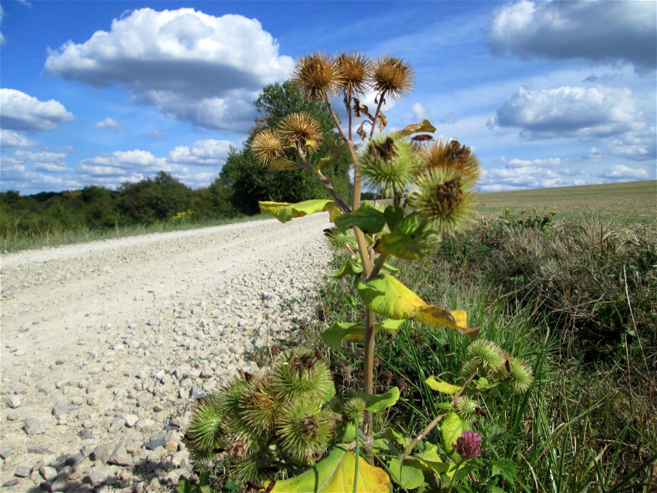 Große Klette (Arctium lappa) am Jakobsweg bei Bübingen