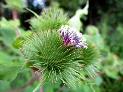 Große Klette (Arctium lappa) bei Eschringen