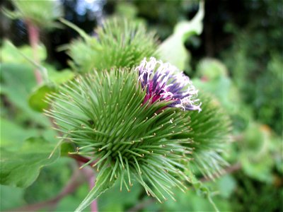 Große Klette (Arctium lappa) bei Eschringen photo