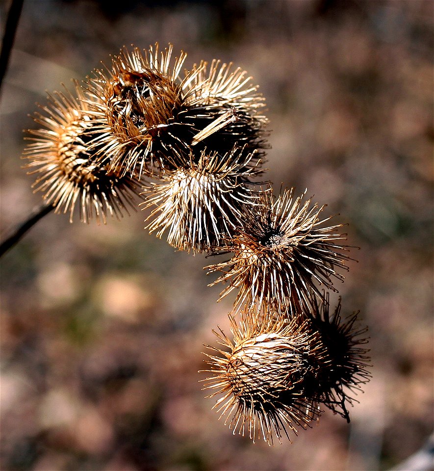 Arctium Lappa  Burdock Fruit.
