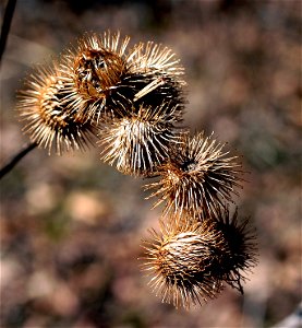 Arctium Lappa  Burdock Fruit.