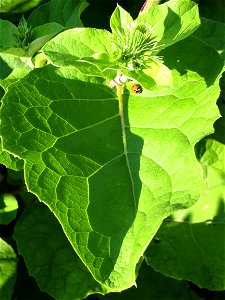 boccioli e foglia di bardana (Arctium lappa)
opera propria
30 06 2013

public domain