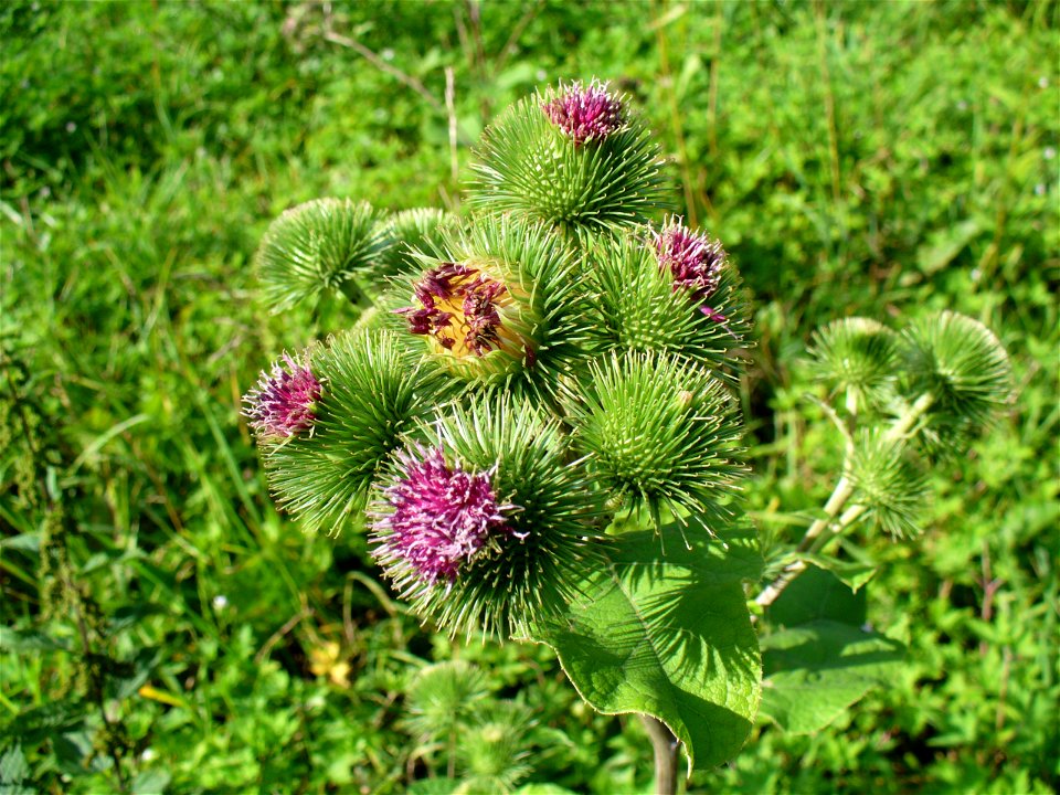 Greater burdock (Arctium lappa)