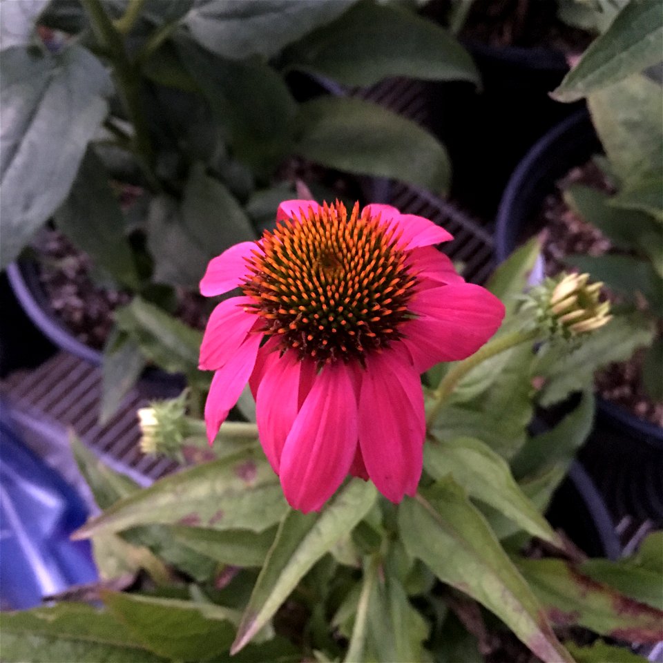 'PowWow Wild Berry' echinacea on September 19, 2017 in Santa Rosa, Ca.