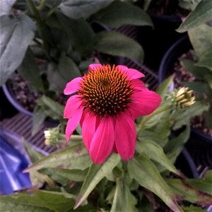 'PowWow Wild Berry' echinacea on September 19, 2017 in Santa Rosa, Ca.