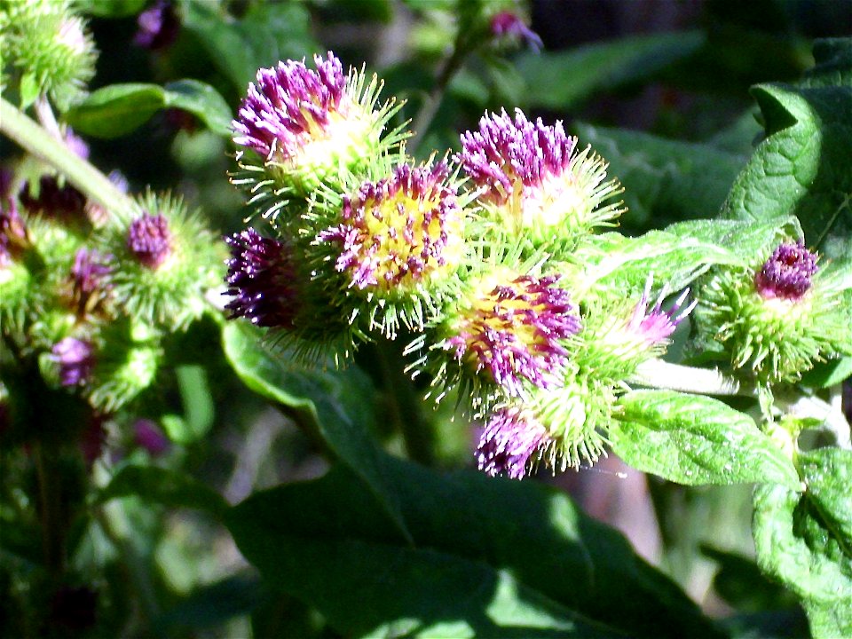 Xanthium strumarium inflorescences close up, Sierra Nevada, Spain