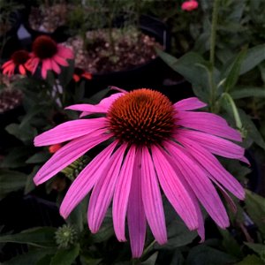 'Prairie Splendor' echinacea on September 19, 2017 in Santa Rosa, Ca. photo