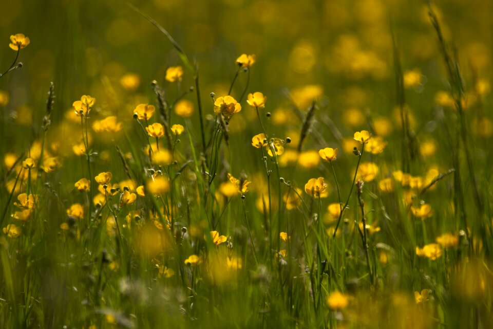 Field meadow hahnenfußgewächs
