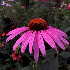 'Prairie Splendor' echinacea on September 19, 2017 in Santa Rosa, Ca. photo