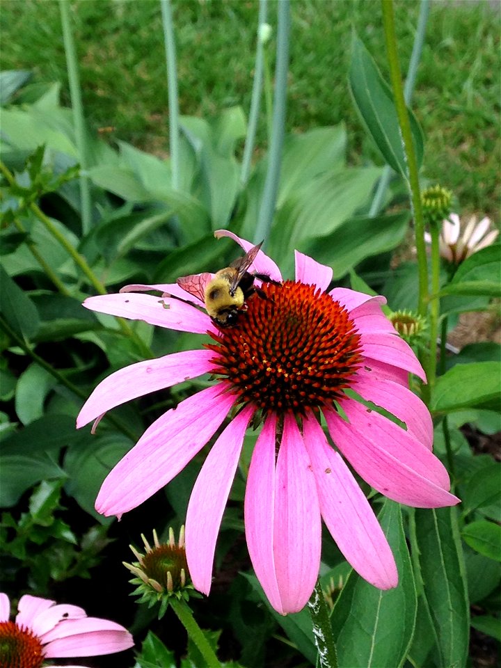 A bumblebee on a cone flower taken in Reading, PA, summer 2015.