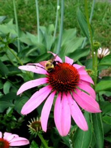 A bumblebee on a cone flower taken in Reading, PA, summer 2015. photo