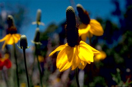 Image title: Ratibida Image from Public domain images website, http://www.public-domain-image.com/full-image/flora-plants-public-domain-images-pictures/flowers-public-domain-images-pictures/coneflower photo