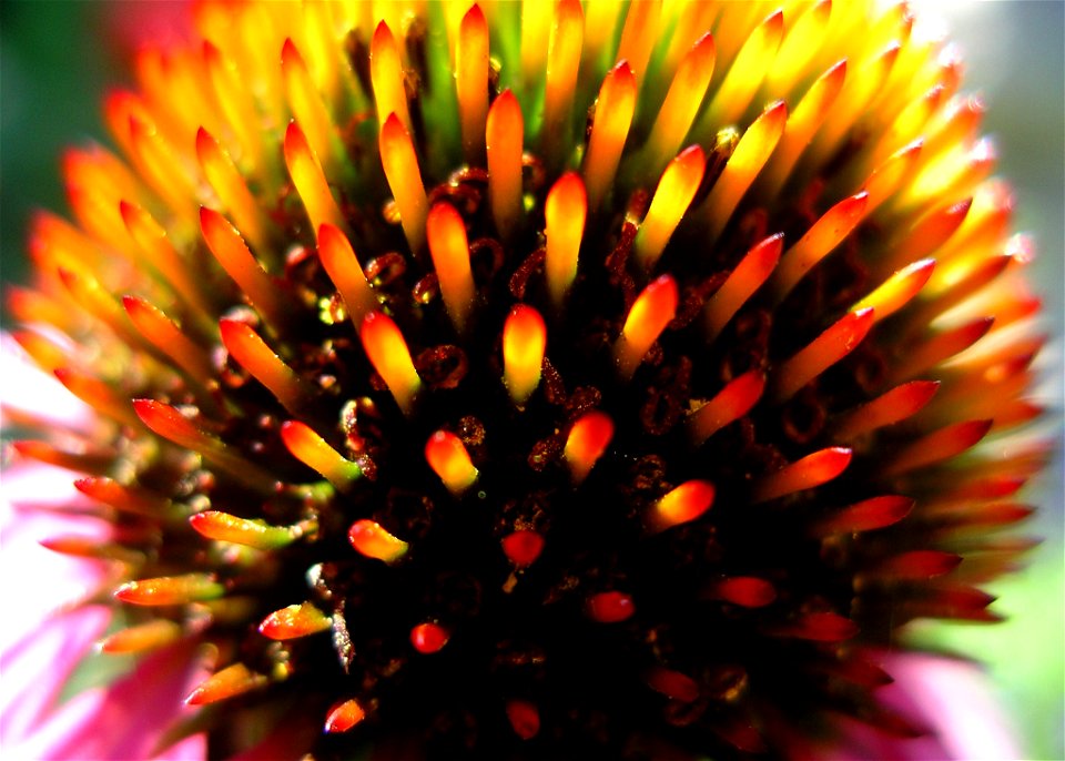 Closeup of echinacea purpura flower centre, taken at Berry park, NSW, Aust.
