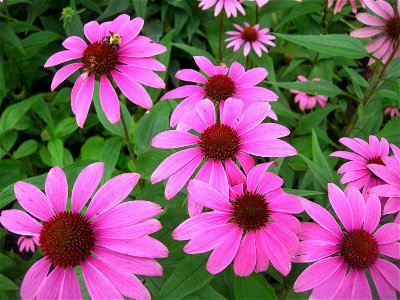 Purple coneflower