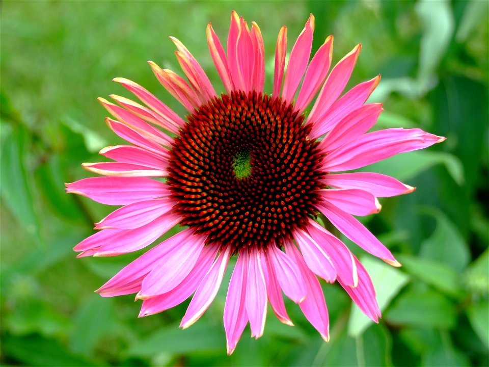 Echinacea purpurea