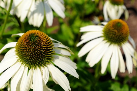 Closeup on two Echinacea purpurea 'White Swan' (White Swan Coneflower) flowers located in front of Building 99 at Microsoft's Redmond, Washington campus. This cultivar has white petals and an orange c