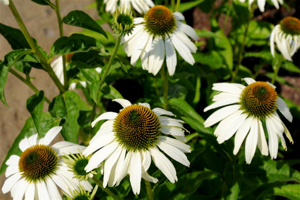 Group of Echinacea purpurea 'White Swan' (White Swan Coneflower) flowers located in front of Building 99 at Microsoft's Redmond, Washington campus. This cultivar has white petals and an orange cone-li
