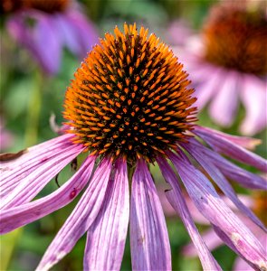 Echinacea purpurea L. Moench, Bravado. Jardin botanique Roger-Van den Hende, is a 6-hectare botanical garden managed by Laval University in Quebec, Canada.