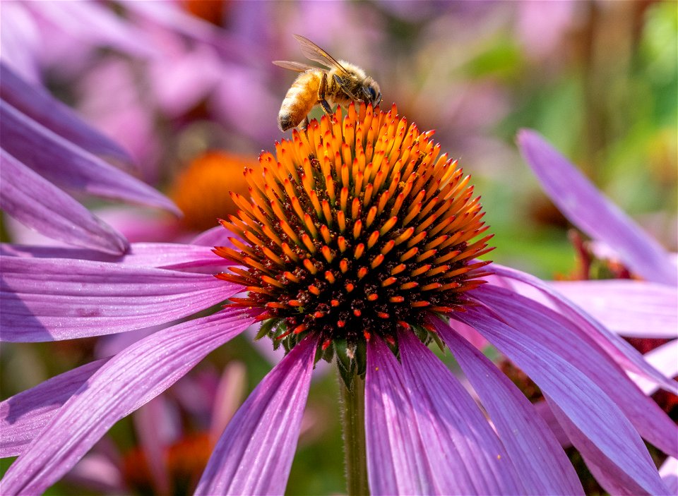 Echinacea purpurea L. Moench, Bravado. Jardin botanique Roger-Van den Hende, is a 6-hectare botanical garden managed by Laval University in Quebec, Canada.