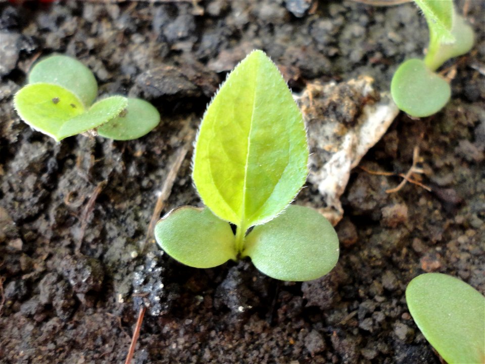 Echinacea purpurea seedlings.