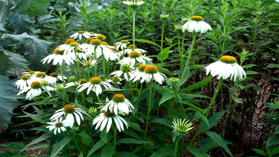 Fleurs - Centre-du-québec - 03
