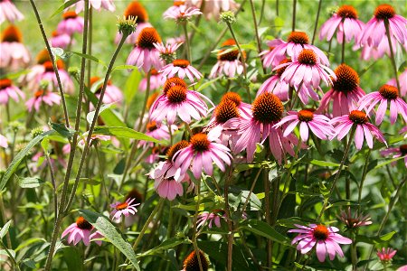 Purple Coneflower photo