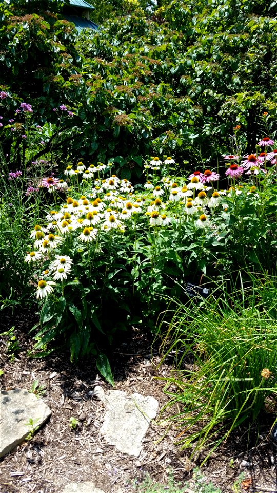 Chadwick Arboretum and Learning Gardens
The Ohio State University

Columbus, Ohio