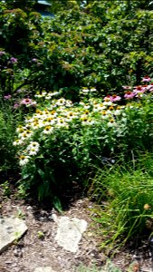 Chadwick Arboretum and Learning Gardens
The Ohio State University

Columbus, Ohio