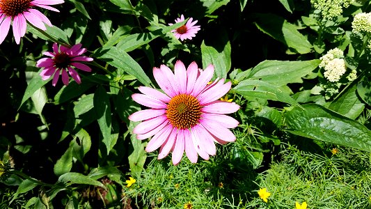 Chadwick Arboretum and Learning Gardens
The Ohio State University

Columbus, Ohio
